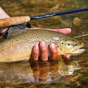 Meet your Posher, Marion